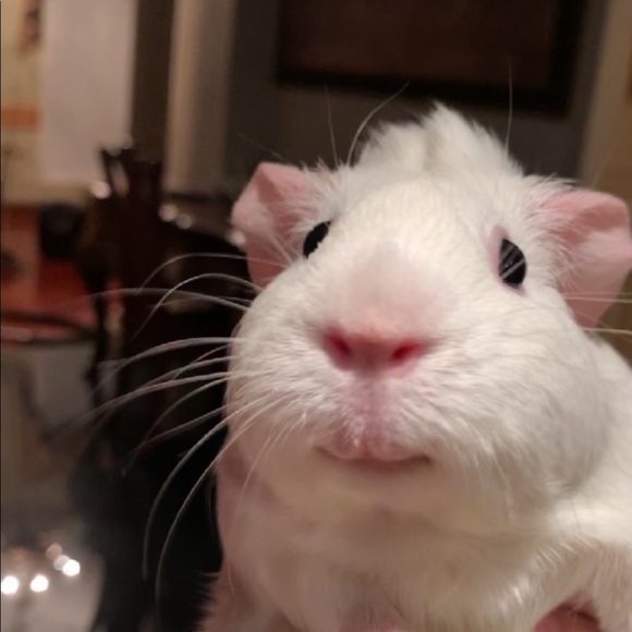 Meet your Posher, Justin - Picture 1 of 1